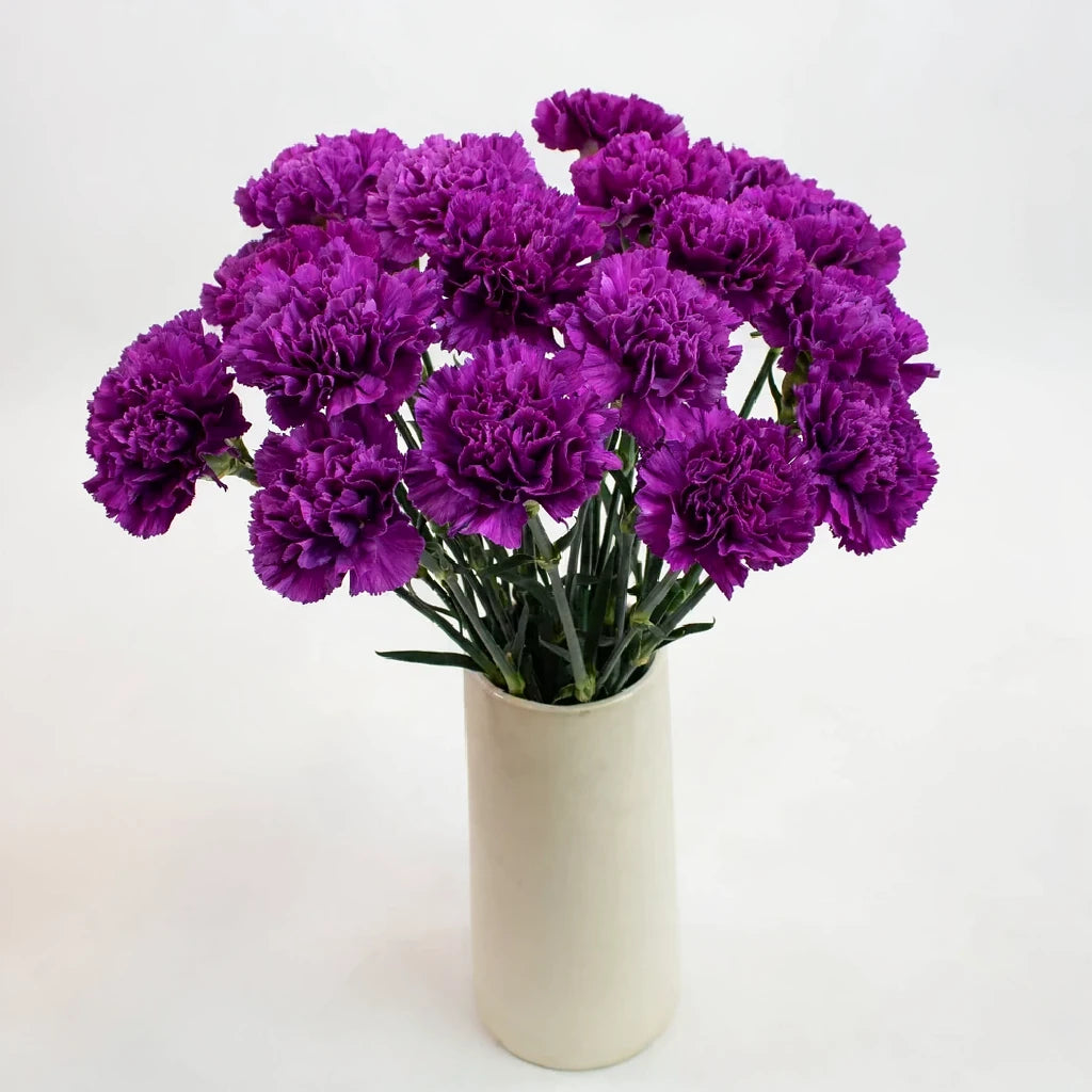 Moonshade Carnations - main