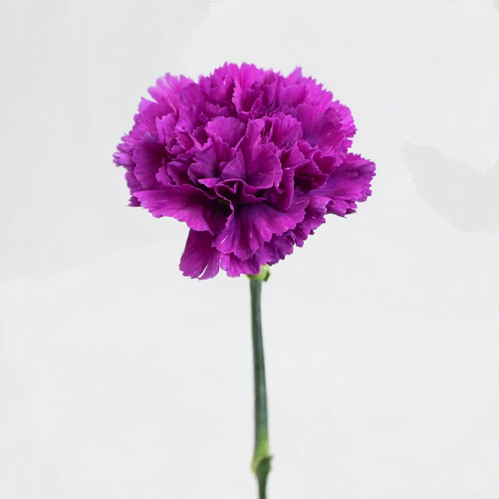Moonshade Carnations - alternative 2