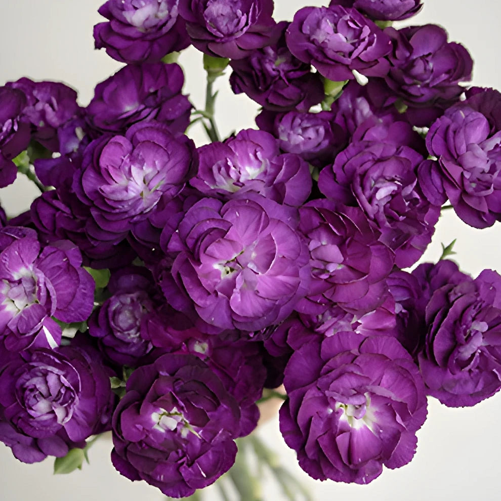 Moonvelvet Carnations Mini - alternative 3