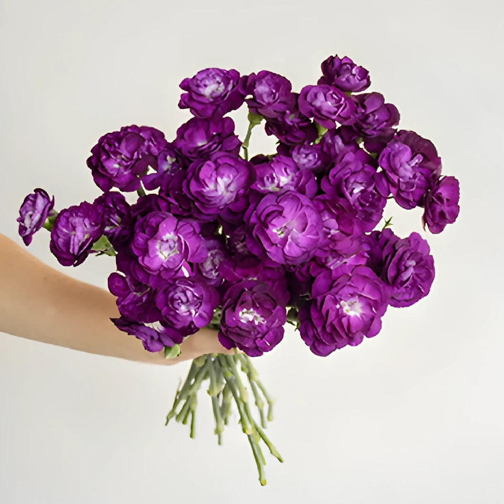 Moonvelvet Carnations Mini - alternative 4