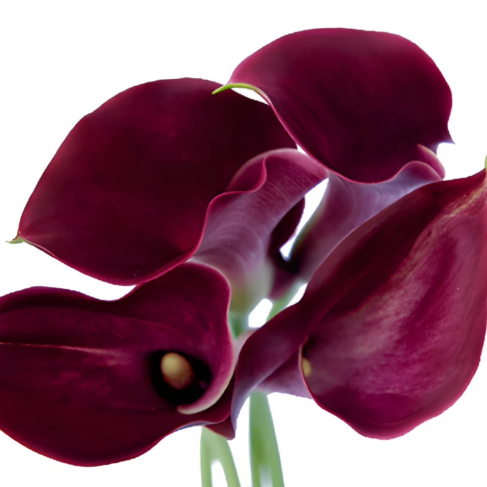 Dark Captain Romance Calla Lily Mini - alternative 1
