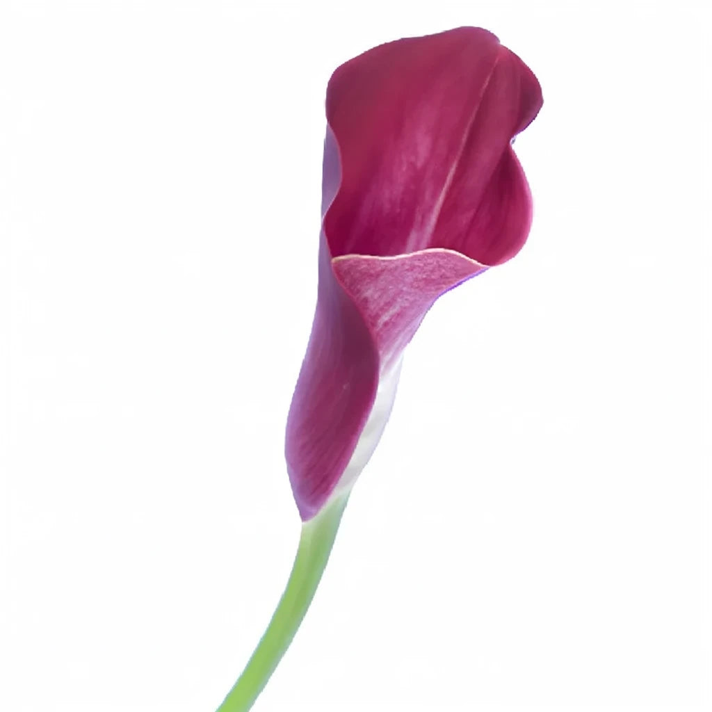 Dark Captain Romance Calla Lily Mini - alternative 5