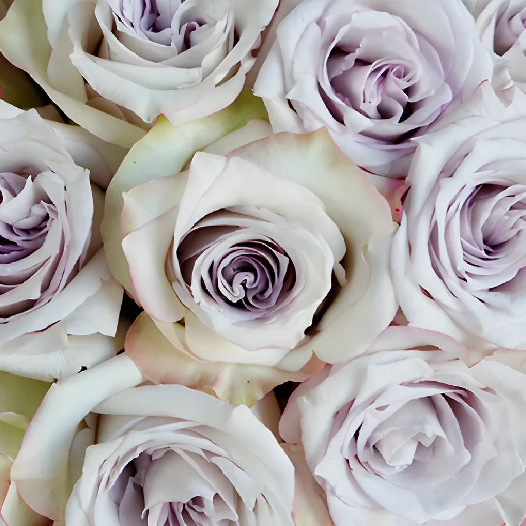 Deep Silver Roses Standard - alternative 2