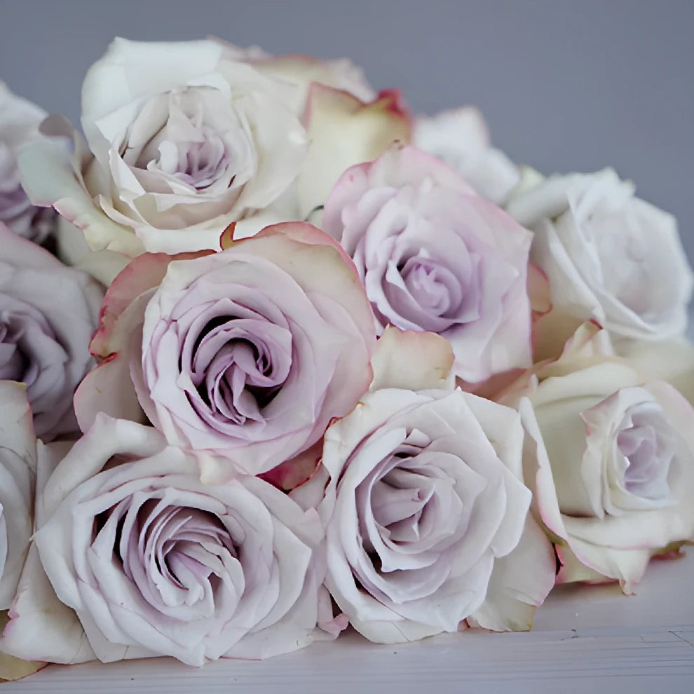Deep Silver Roses Standard - alternative 4