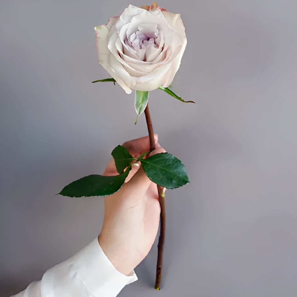 Deep Silver Roses Standard - alternative 3