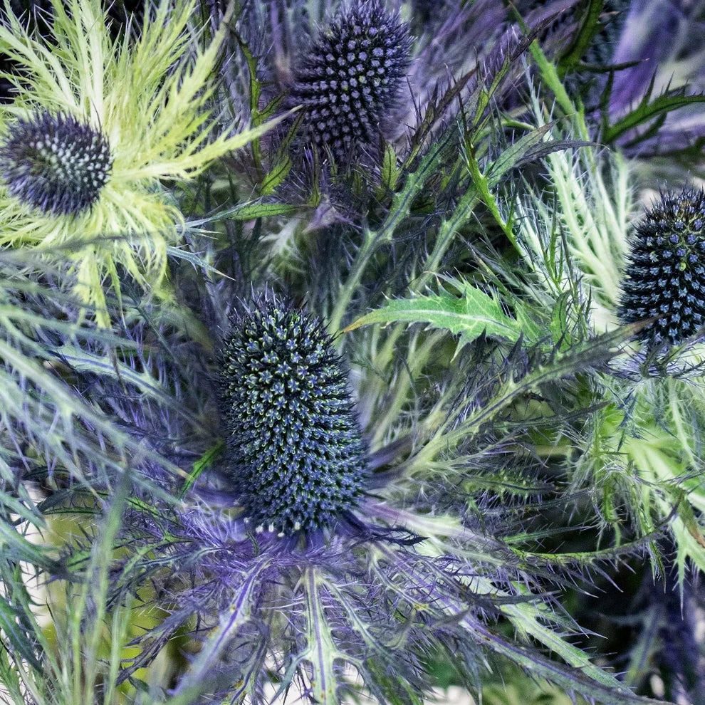 Jackpot Thistle - alternative 2