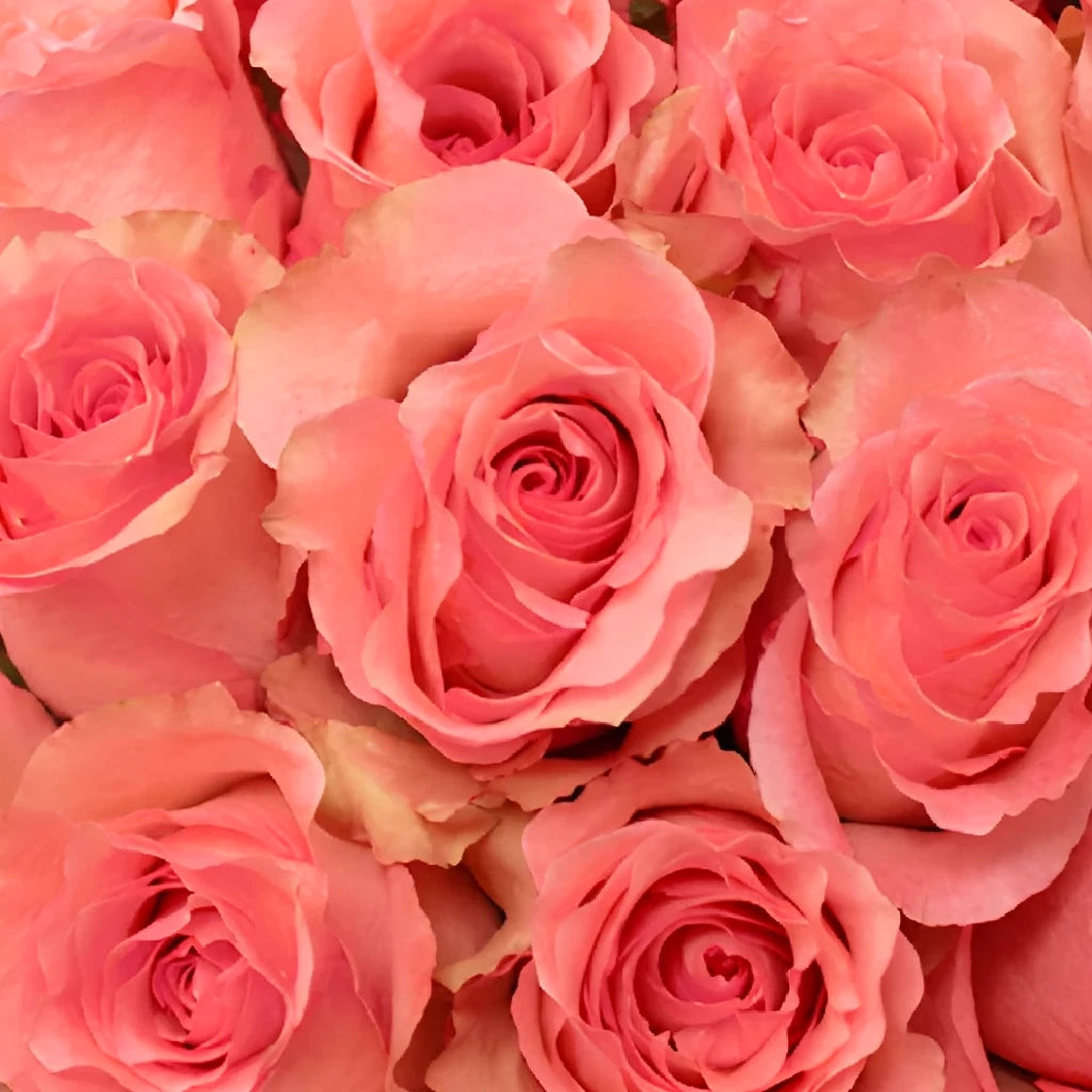 Dekora Roses Standard - alternative 2