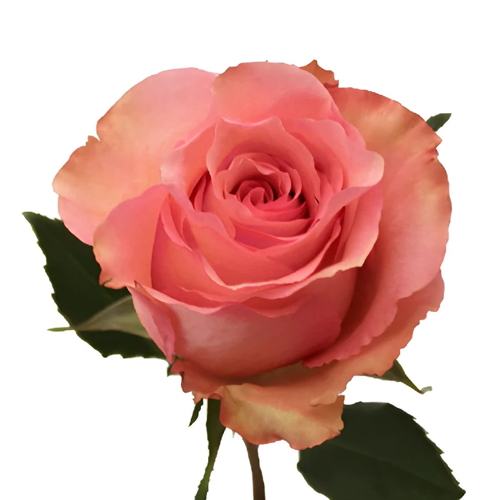 Dekora Roses Standard - alternative 1