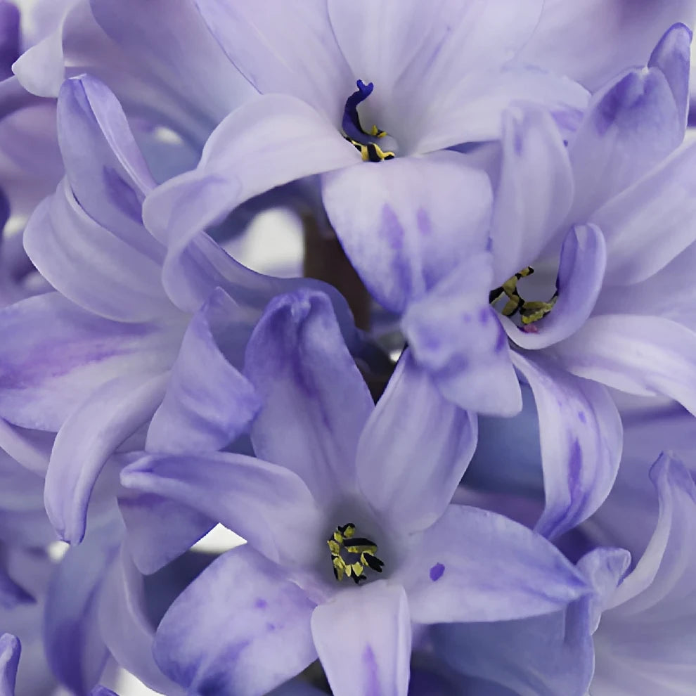 Lavender Hyacinth - main