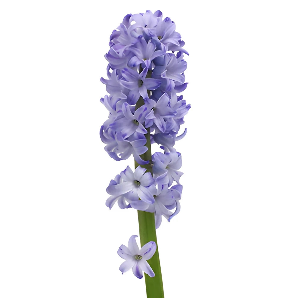 Lavender Hyacinth - alternative 1