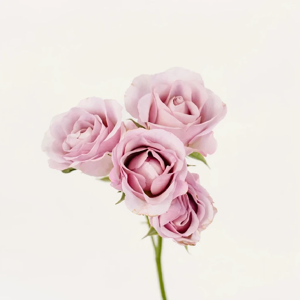 Innocential in Caramel Roses Garden Spray - alternative 2