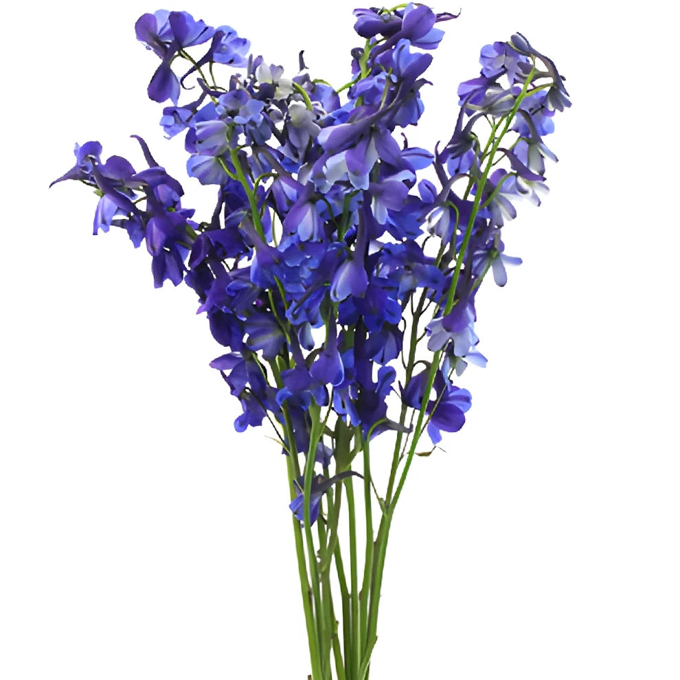 Volkenfrieden Delphinium - alternative 3