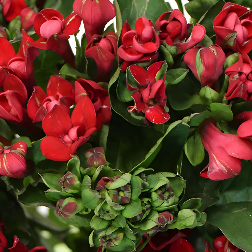 Red Bouvardia - main
