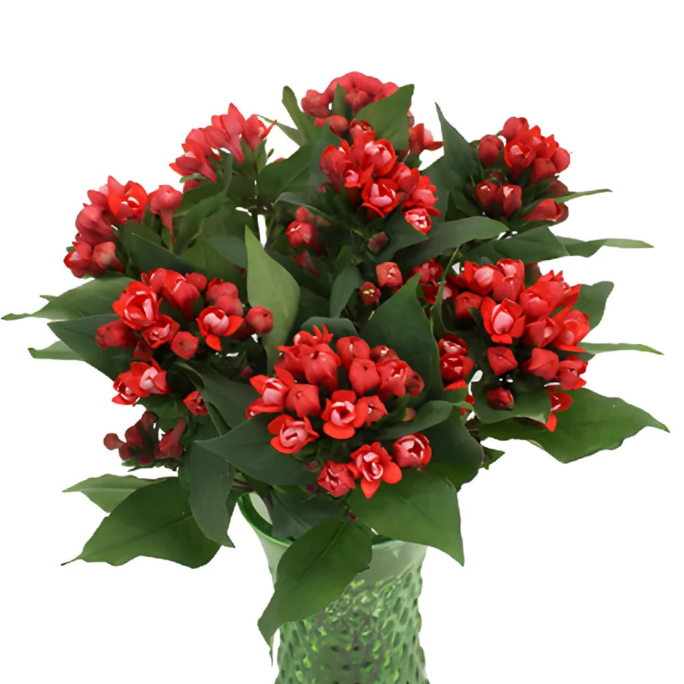 Coral Bouvardia - main