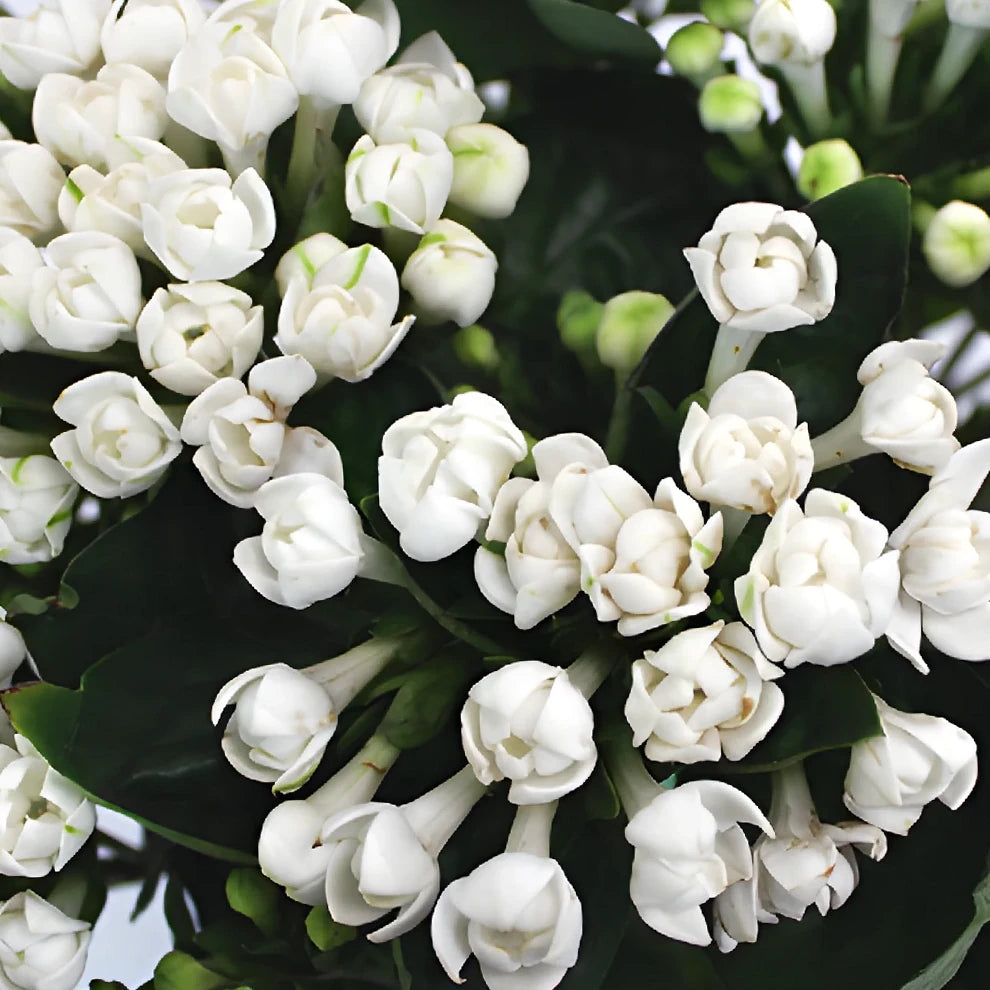 White Bouvardia - main