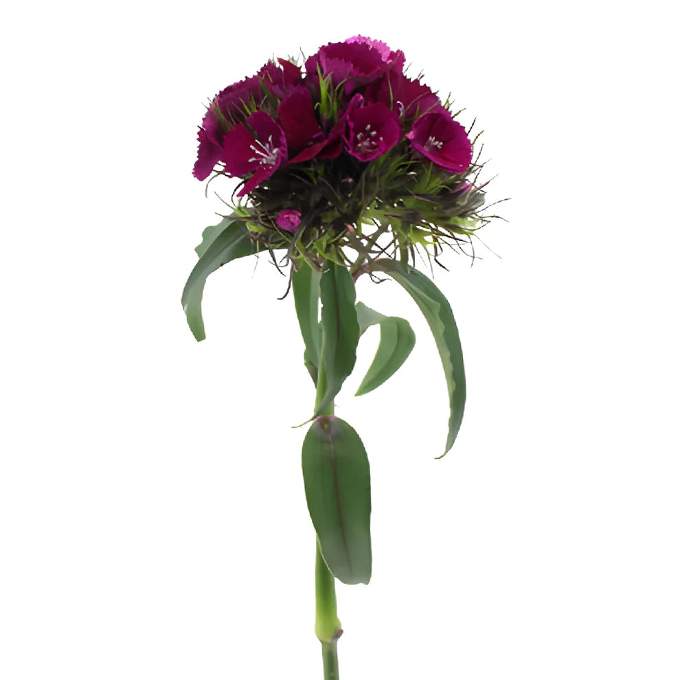 Sweet W. Purple Dianthus - alternative 2