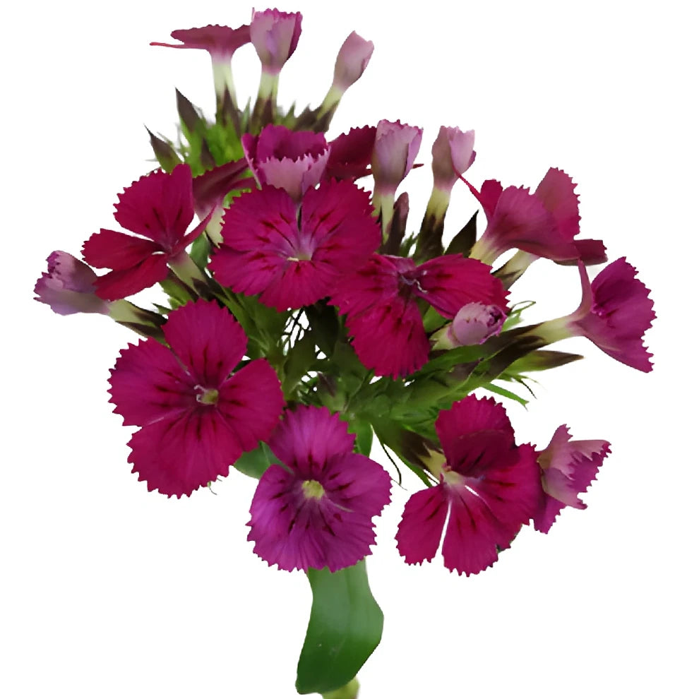 Sweet W. Purple Dianthus - alternative 3