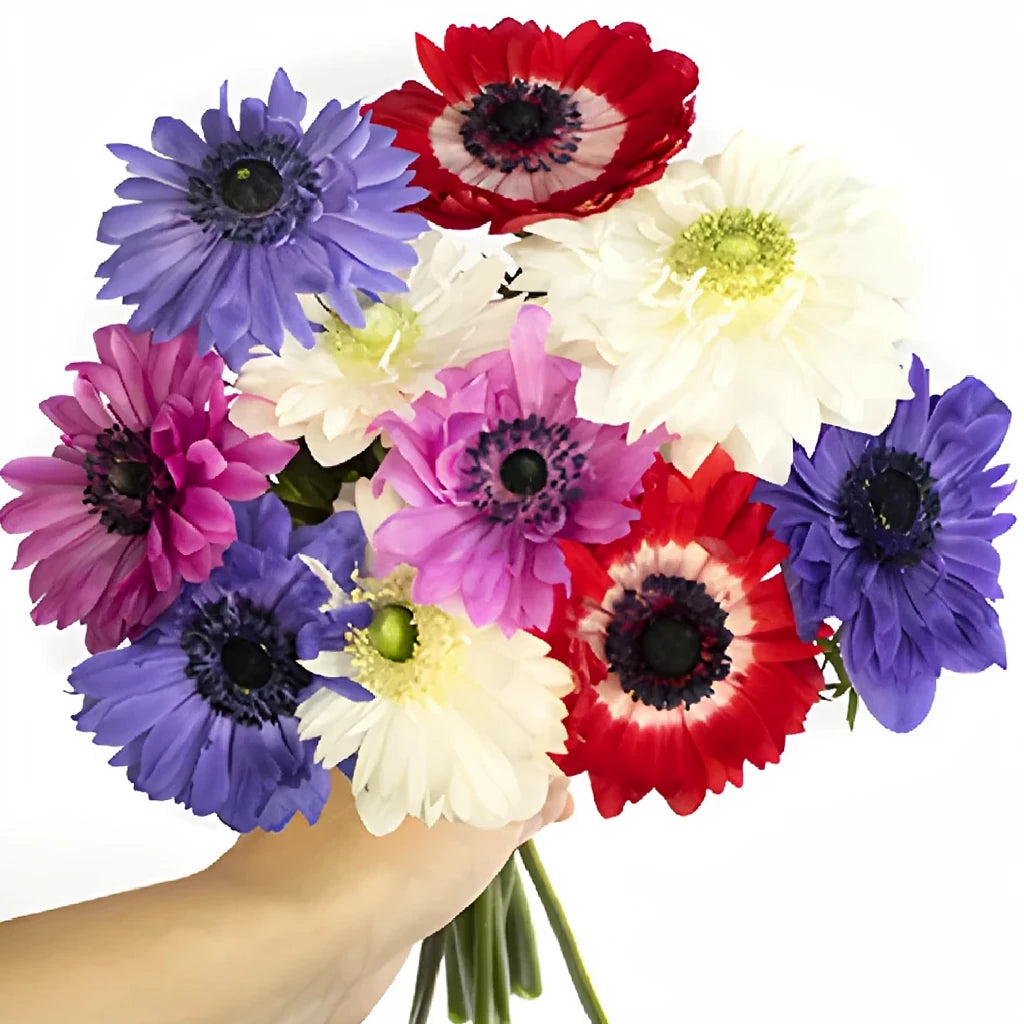 Assorted Fullstar Anemones - Assorted - alternative 1