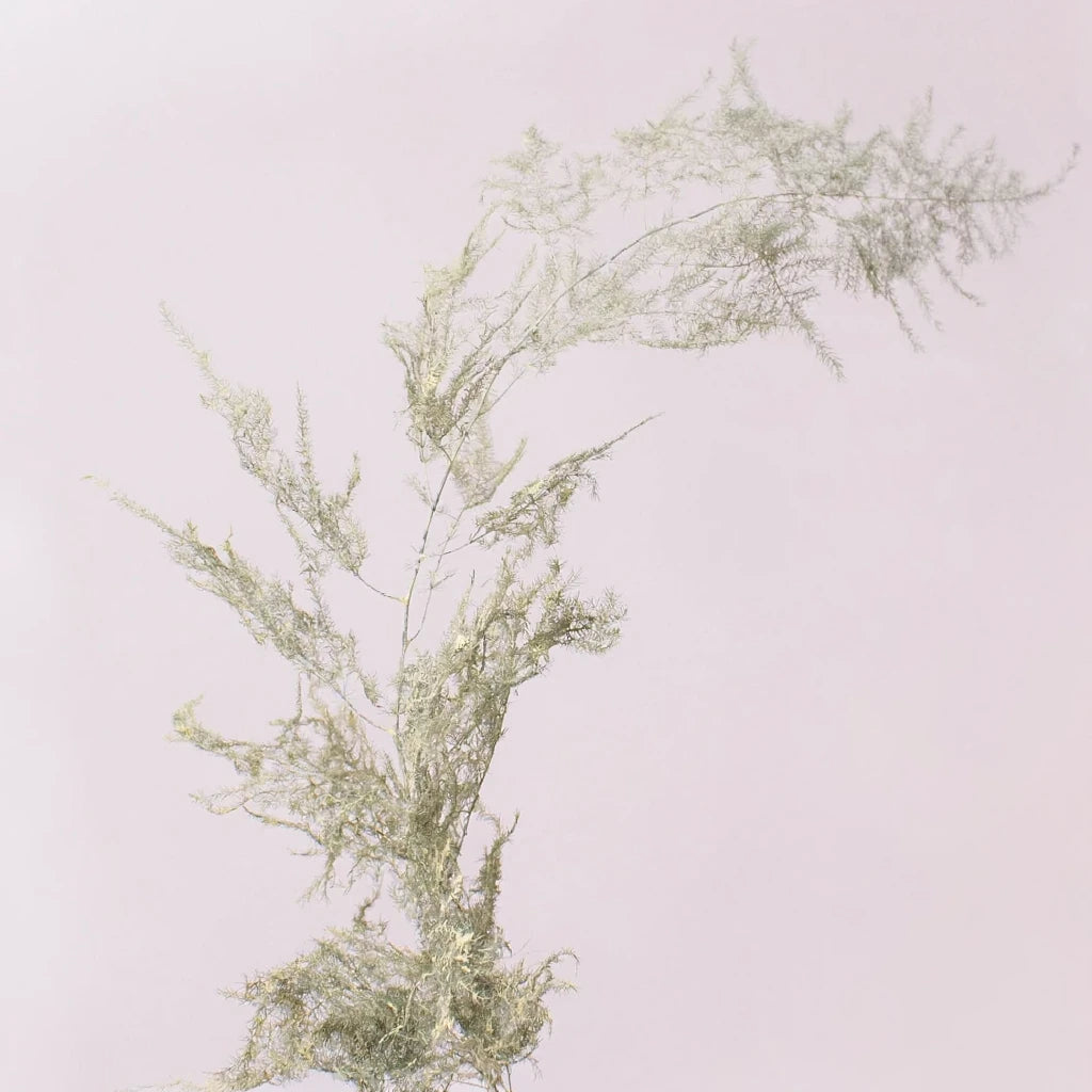 Asparagus Dried - alternative 3