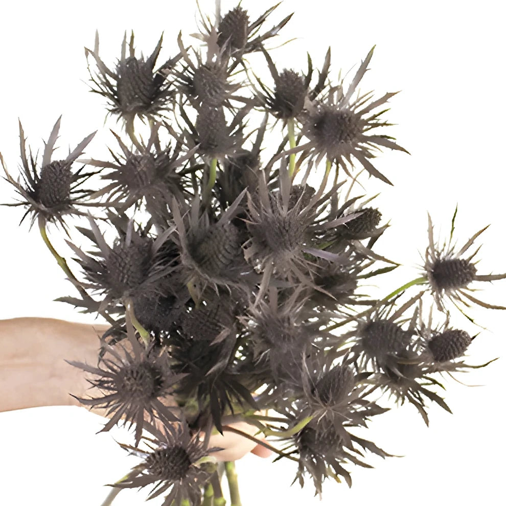 Tinted Brown Thistle - alternative 2