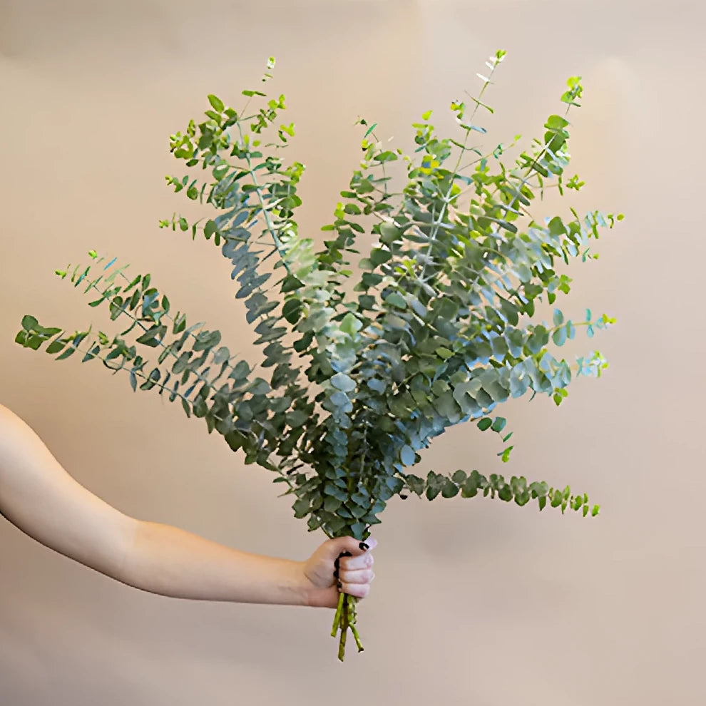 Eucalyptus True Blue Greenery - alternative 3