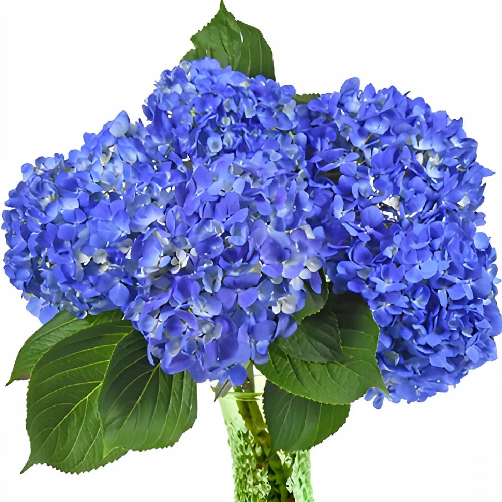 Blue Dark Hydrangeas Hydrangeas - alternative 2