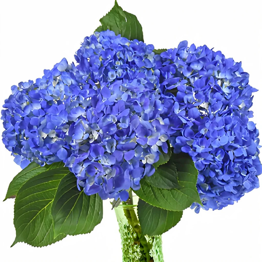 Dark Blue Hydrangeas - alternative 2