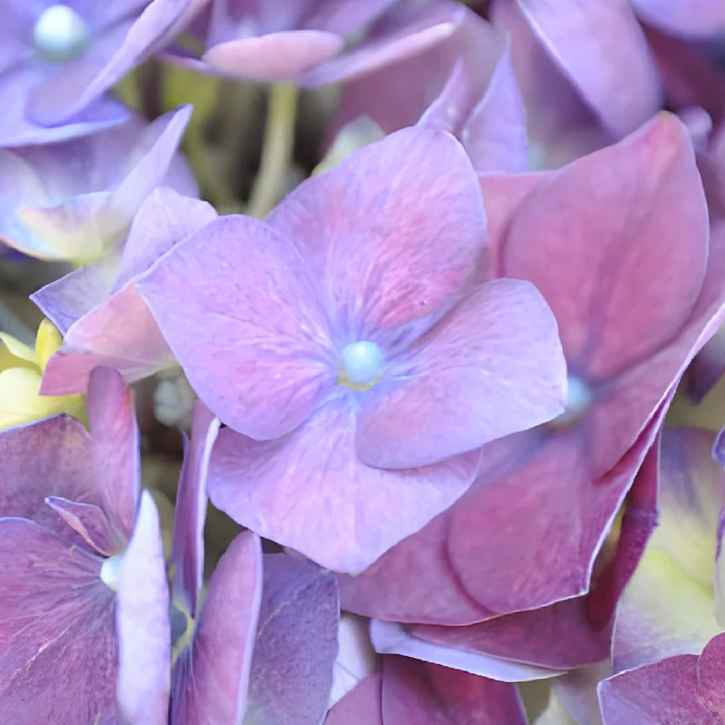 Lavender Hydrangeas - alternative 1
