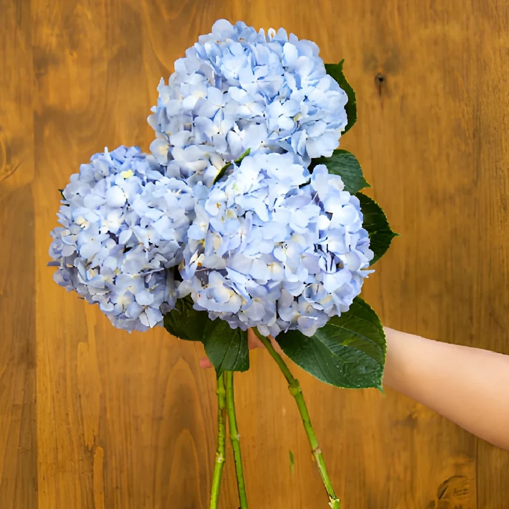 Shocking Blue Hydrangeas - alternative 1