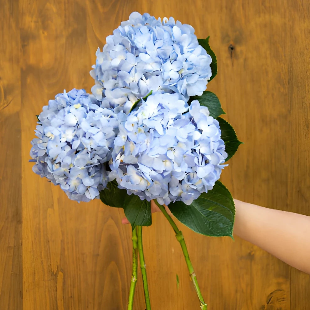 Blue Hydrangeas - main