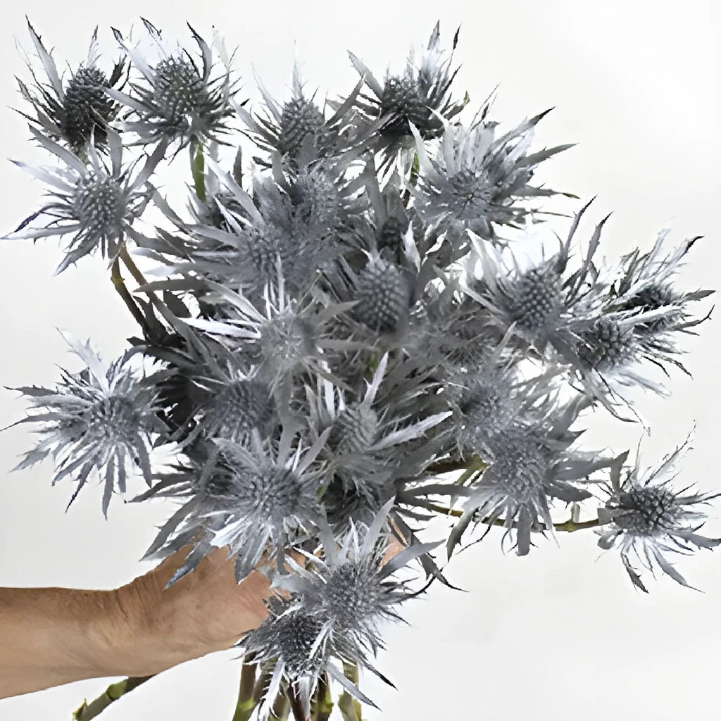 Tinted Silver Thistle - alternative 2