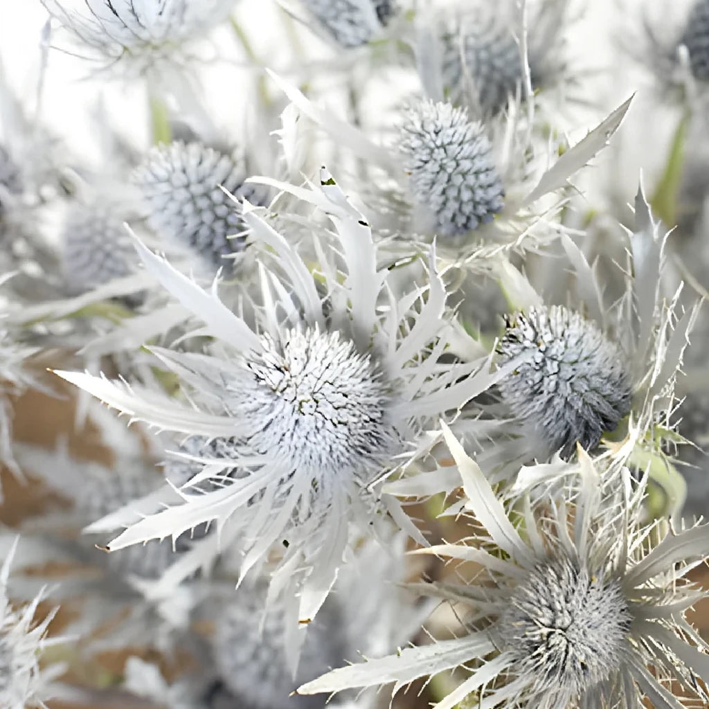 Tinted White Thistle - main