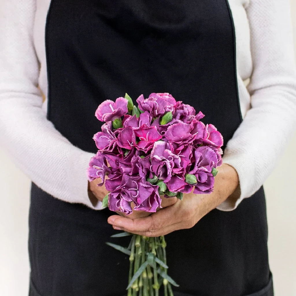 Solomio Bono Dianthus - alternative 1