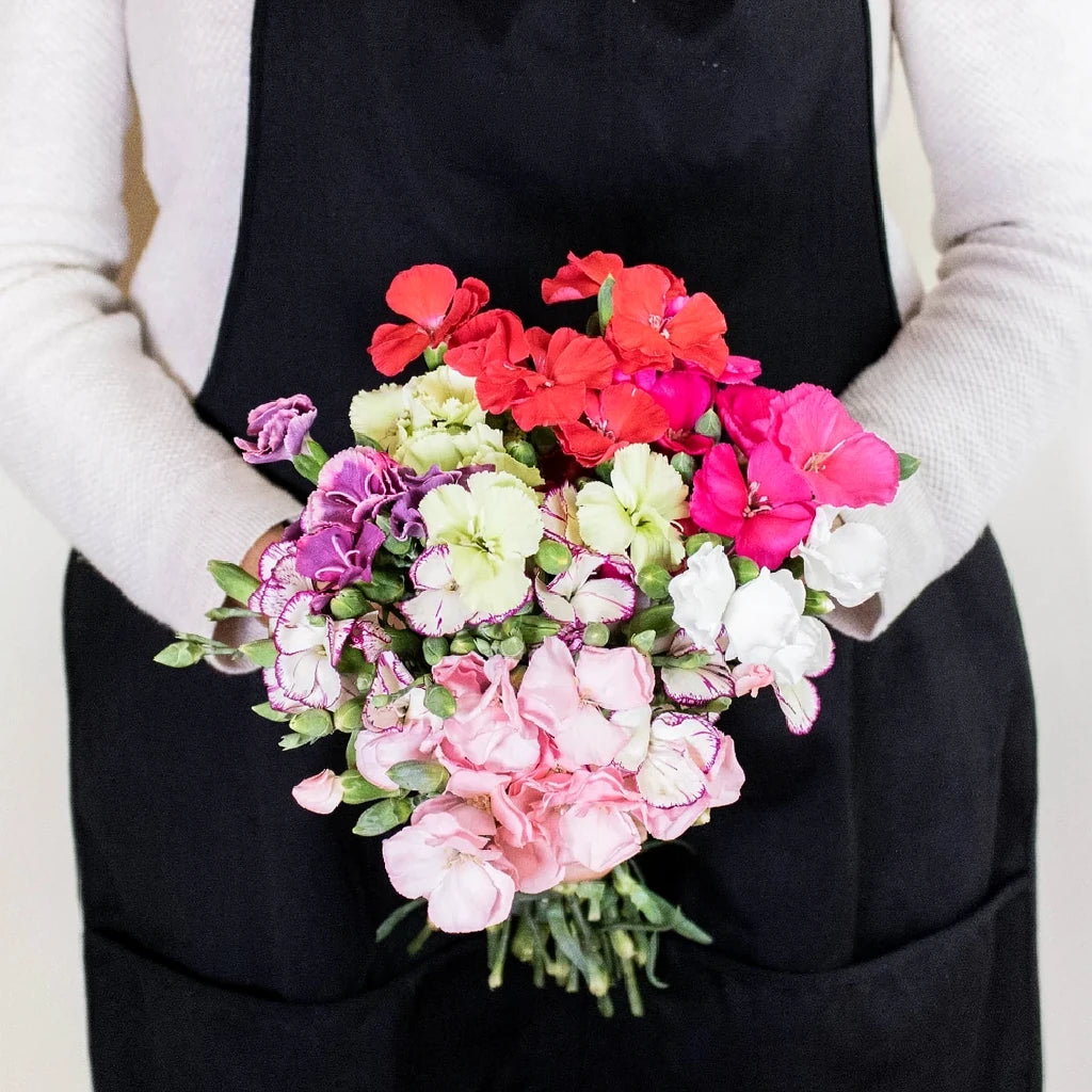 Solomio Assorted Dianthus - main