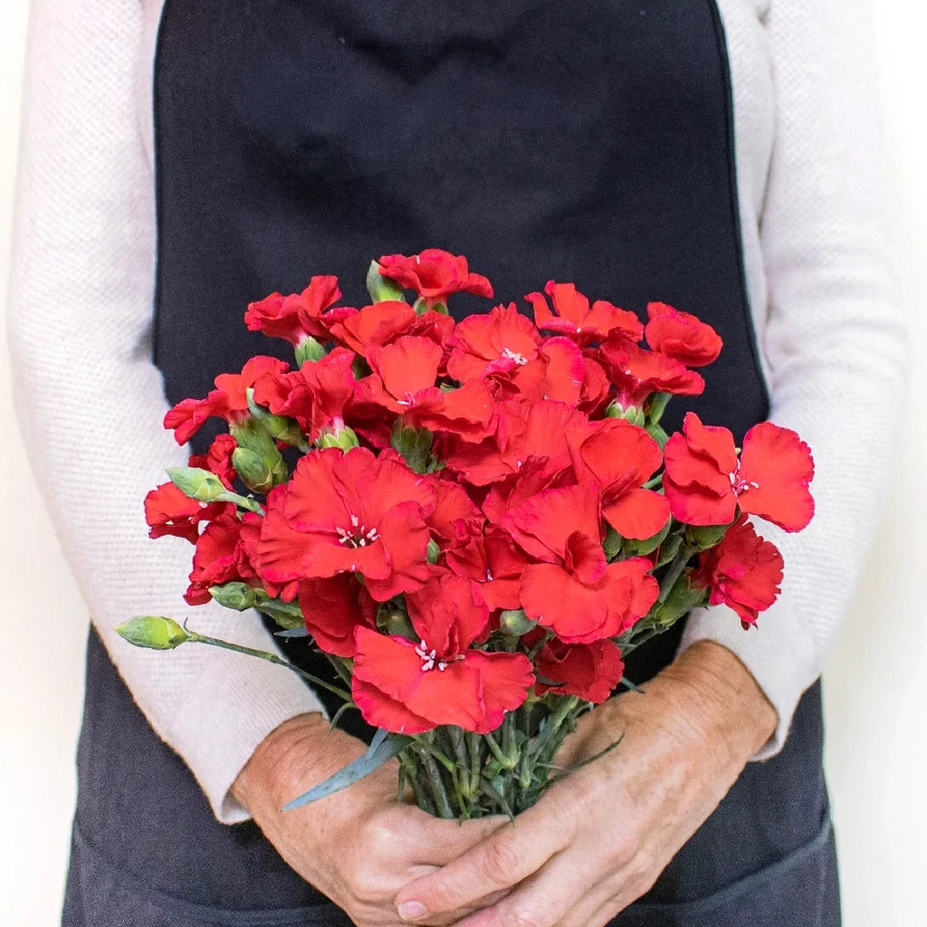 Solomio Red Dianthus - main