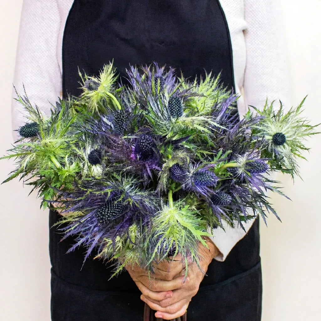 Jackpot Thistle - alternative 3