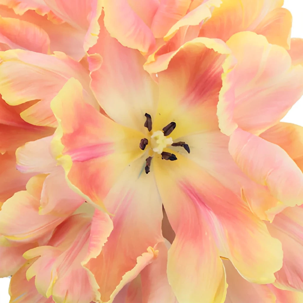 Peach Tulips Parrot - main
