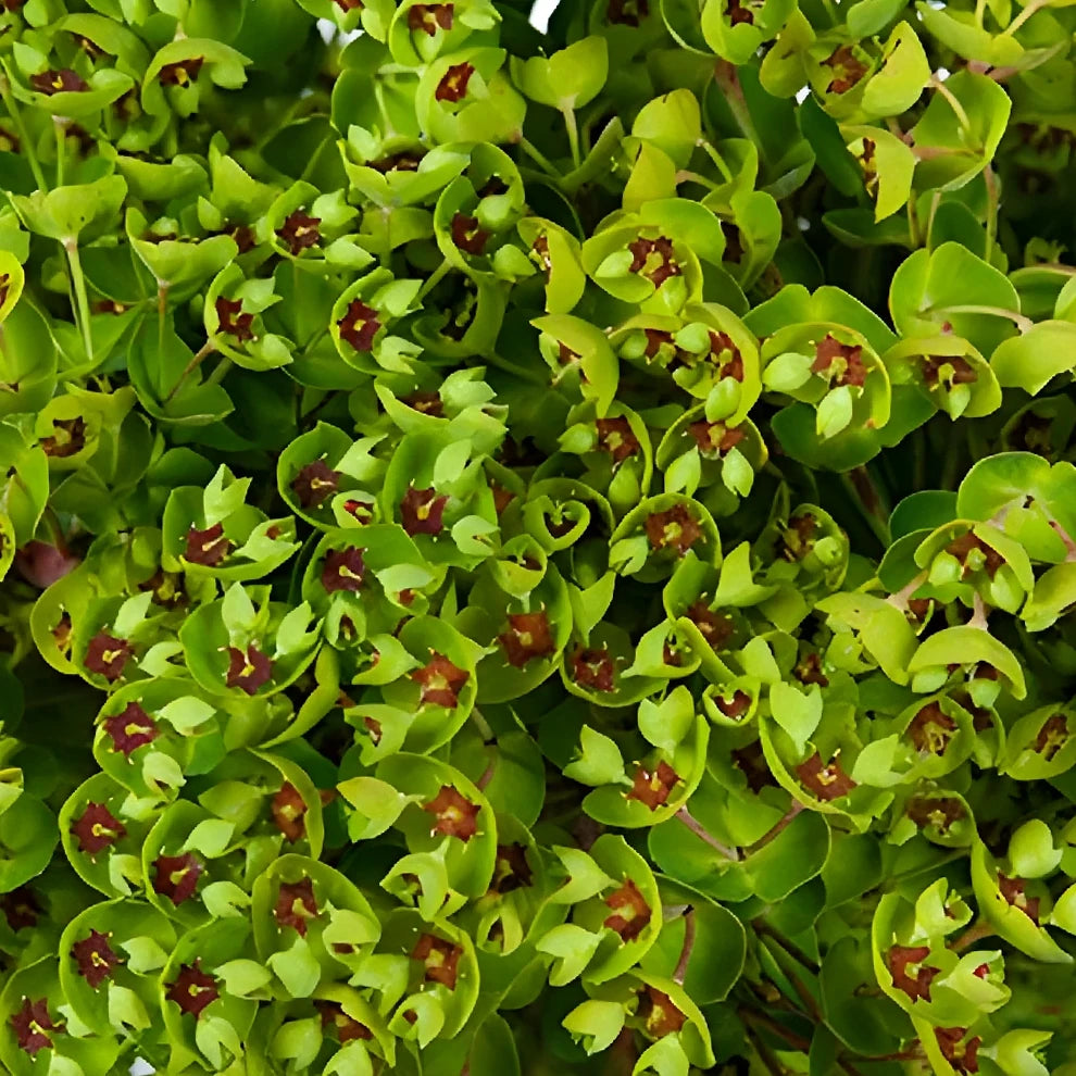 Euphorbia Dog Eye Greenery - alternative 1