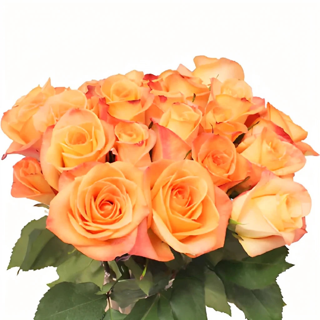 Donna Roses Standard - main