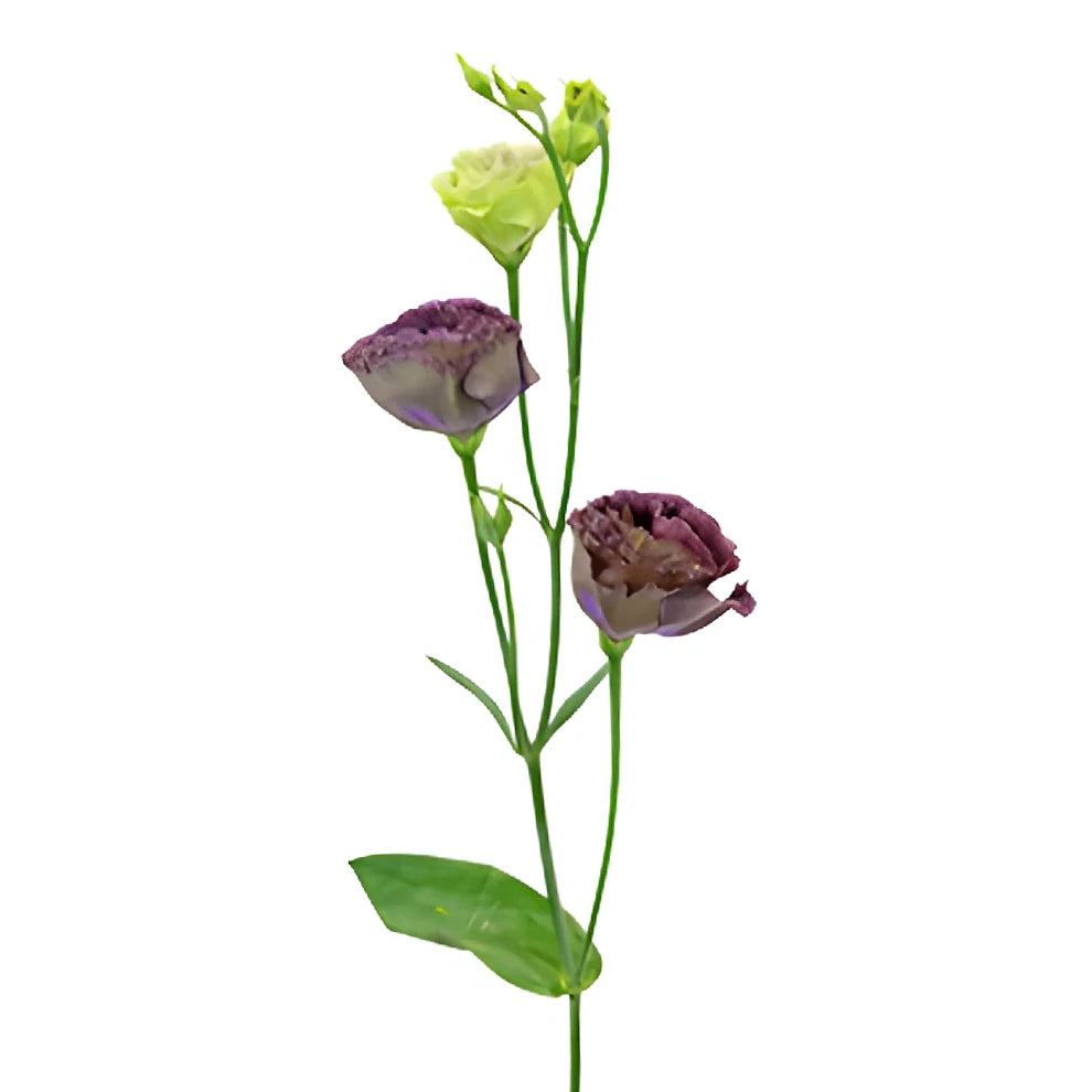 Black Lisianthus - alternative 3