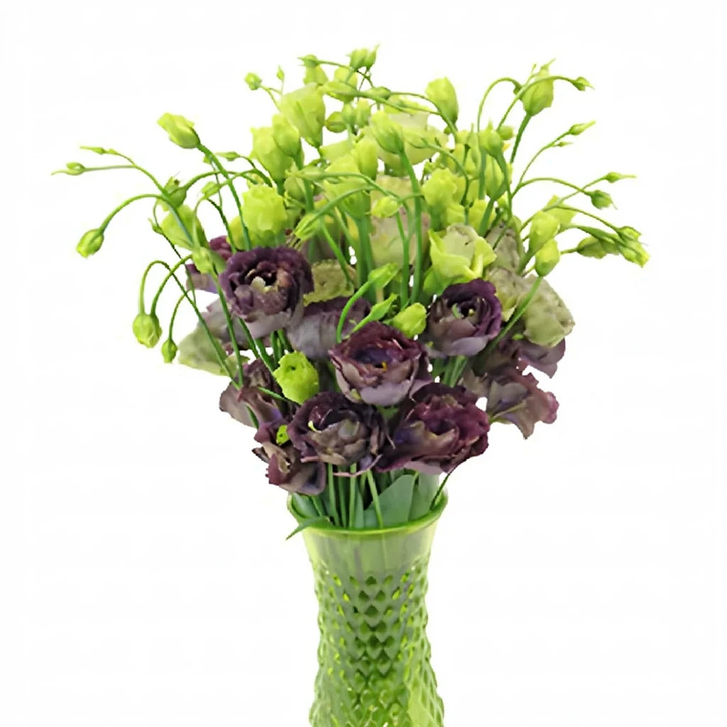 Black Lisianthus - main