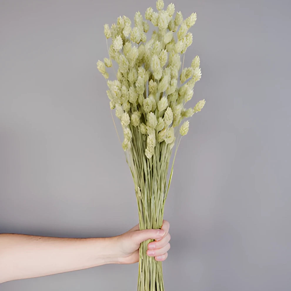 Canary Grass Dried - main