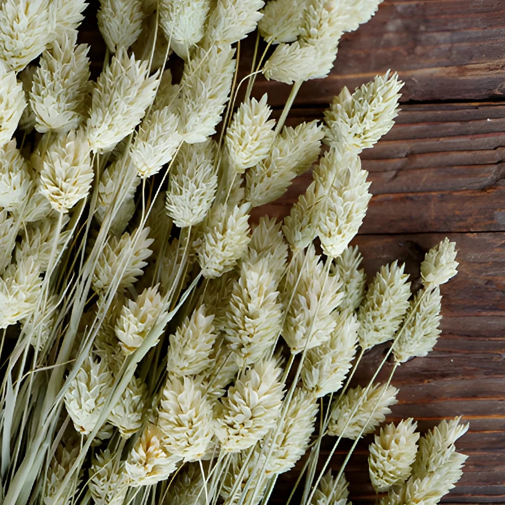 Canary Grass Dried - alternative 1