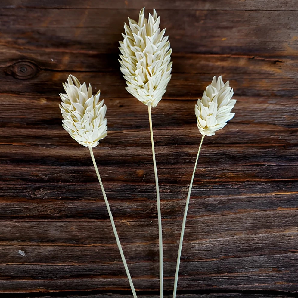 Canary Grass Dried - alternative 2