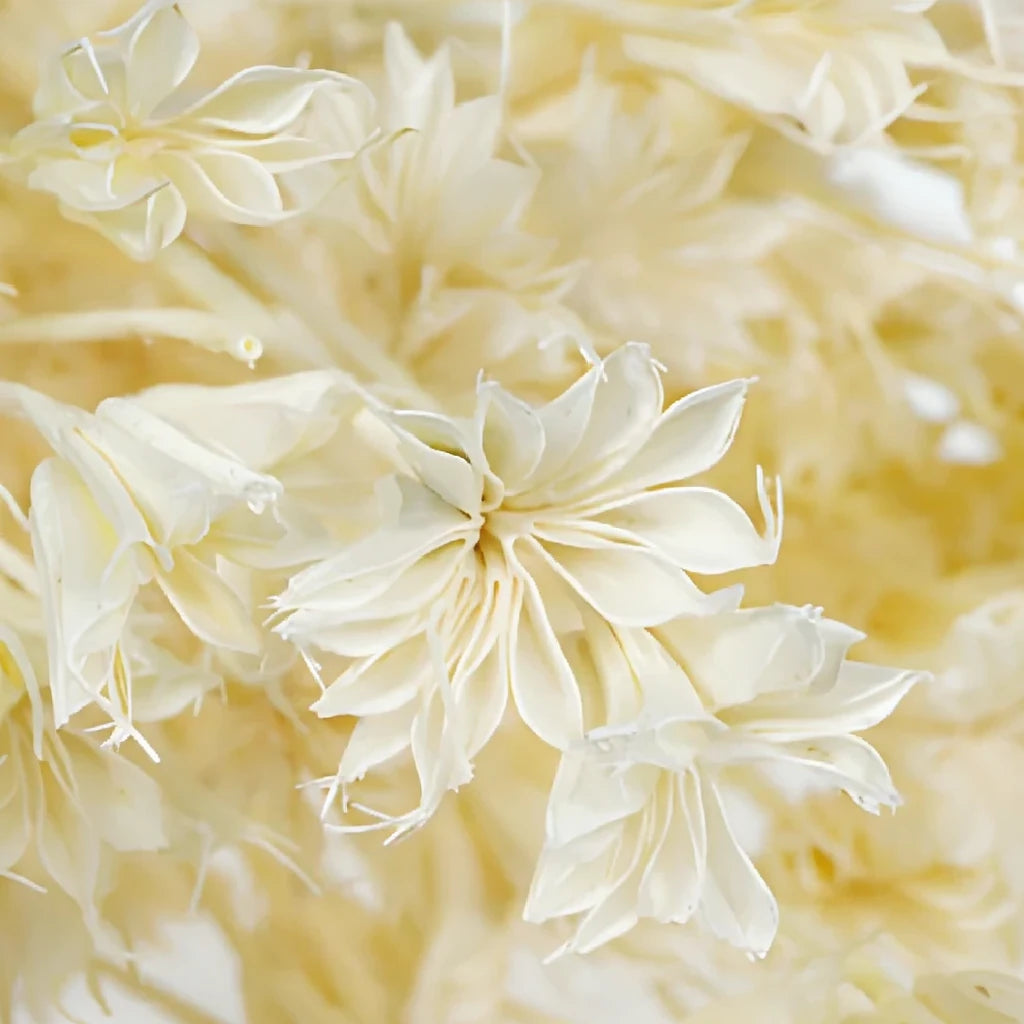 Bleached Nigella Dried - alternative 2