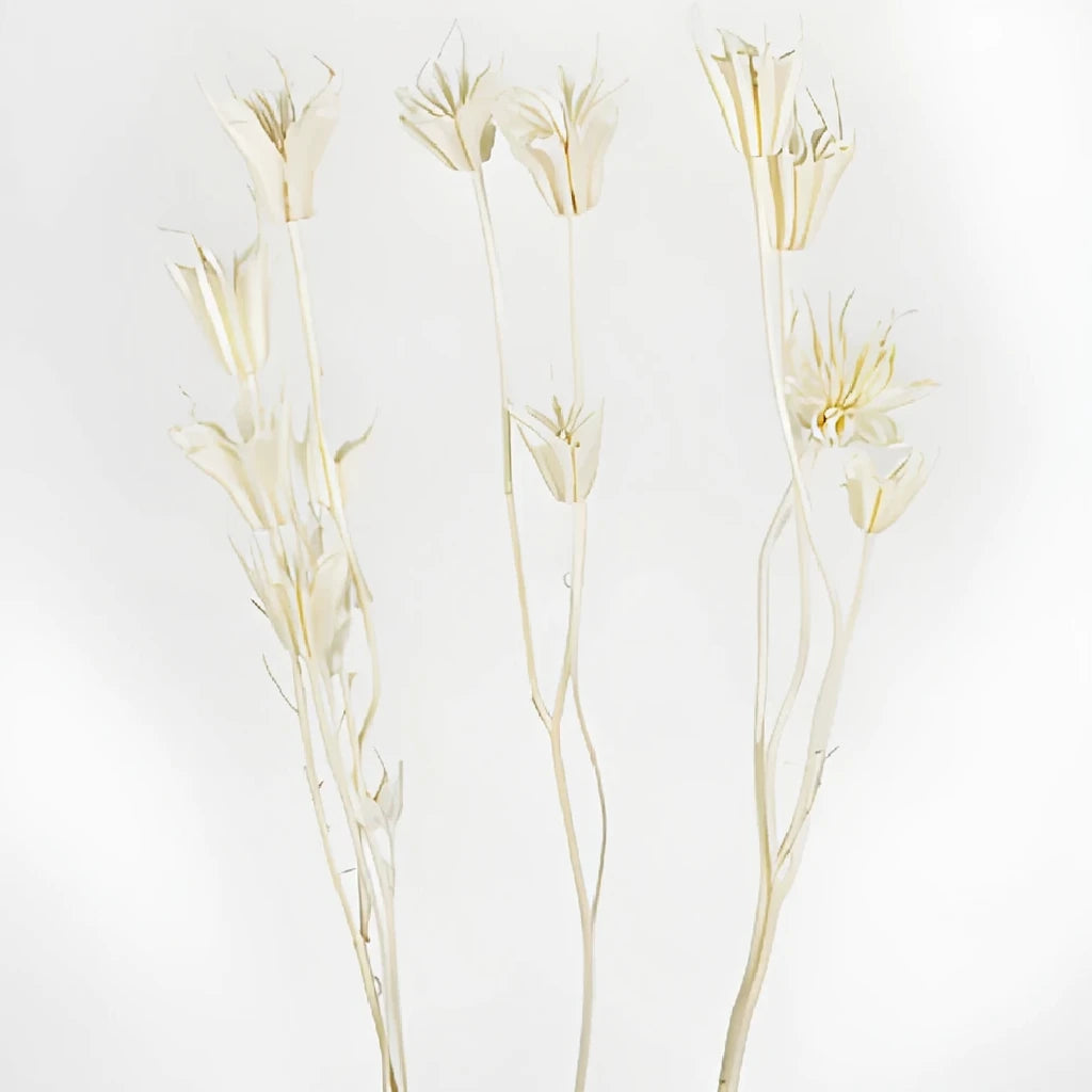 Bleached Nigella Dried - alternative 1
