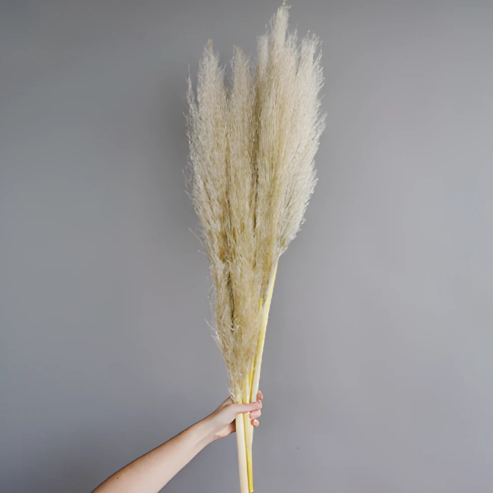Pampas Grass Dried - alternative 3