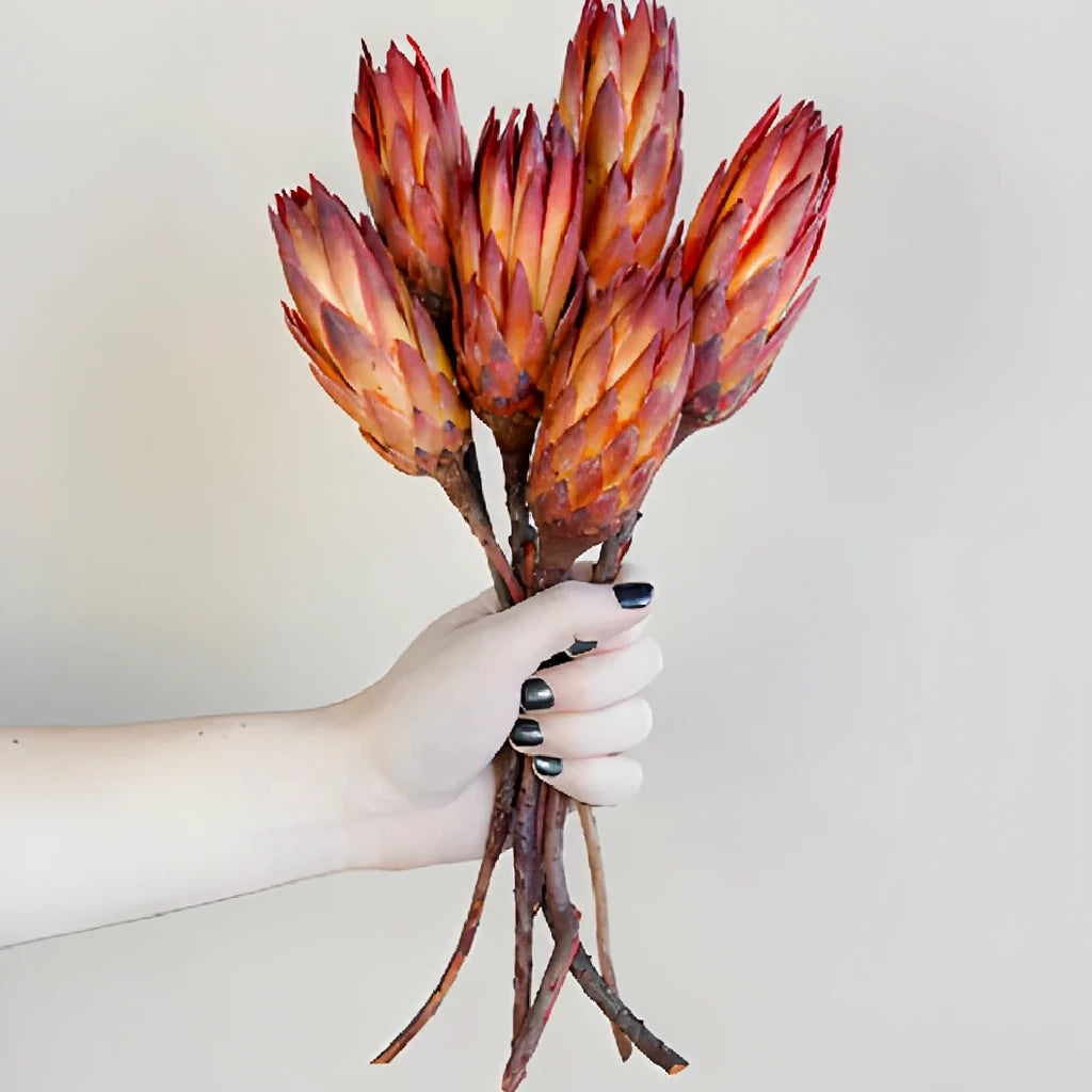 Protea Repen Dried - main
