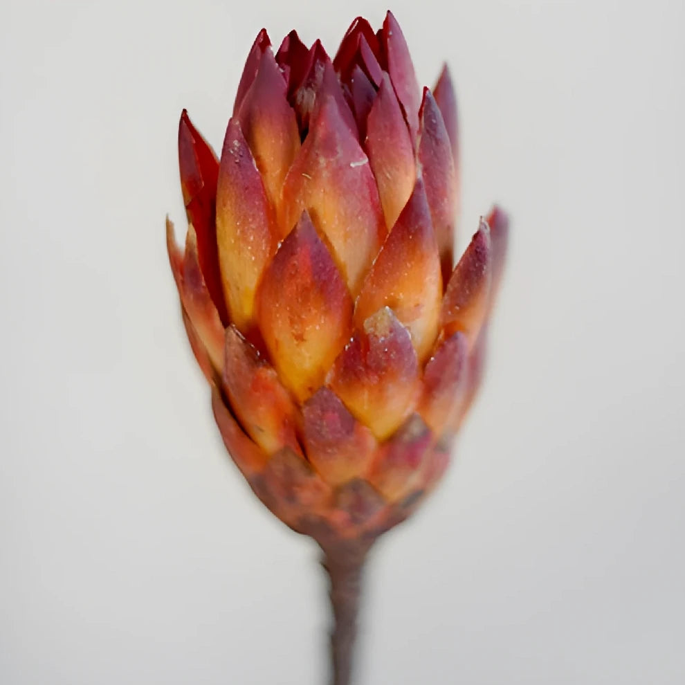 Protea Repen Dried - alternative 1