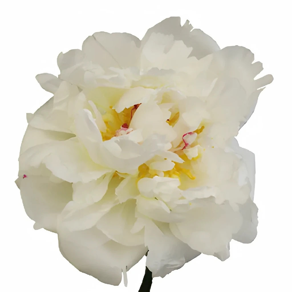 Inmacuelle Peonies - main